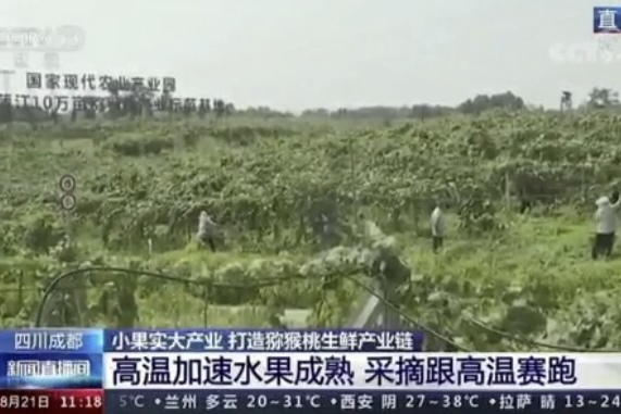 央視新聞中的天然蕓苔素、生物農藥助力綠色農業、品牌農產品更有價值
